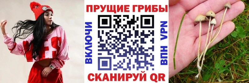Псилоцибиновые грибы Psilocybine cubensis  Лянтор 